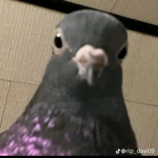**** ****